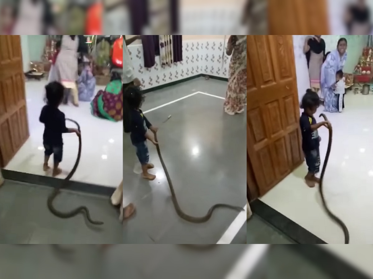 Video : नाद करायचा नाही! मंदिरात चिमुकला हातात घेऊन आला साप आणि मग... title=