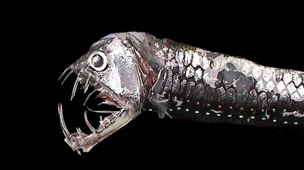 dangerous sea fish photos shocked scientists as well 