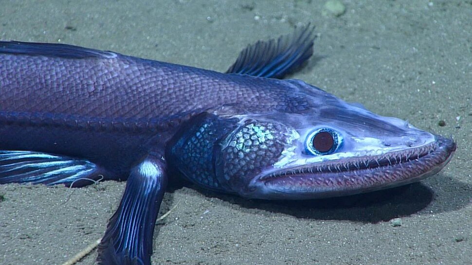 dangerous sea fish photos shocked scientists as well 