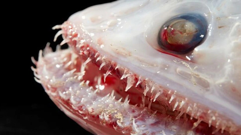 dangerous sea fish photos shocked scientists as well 