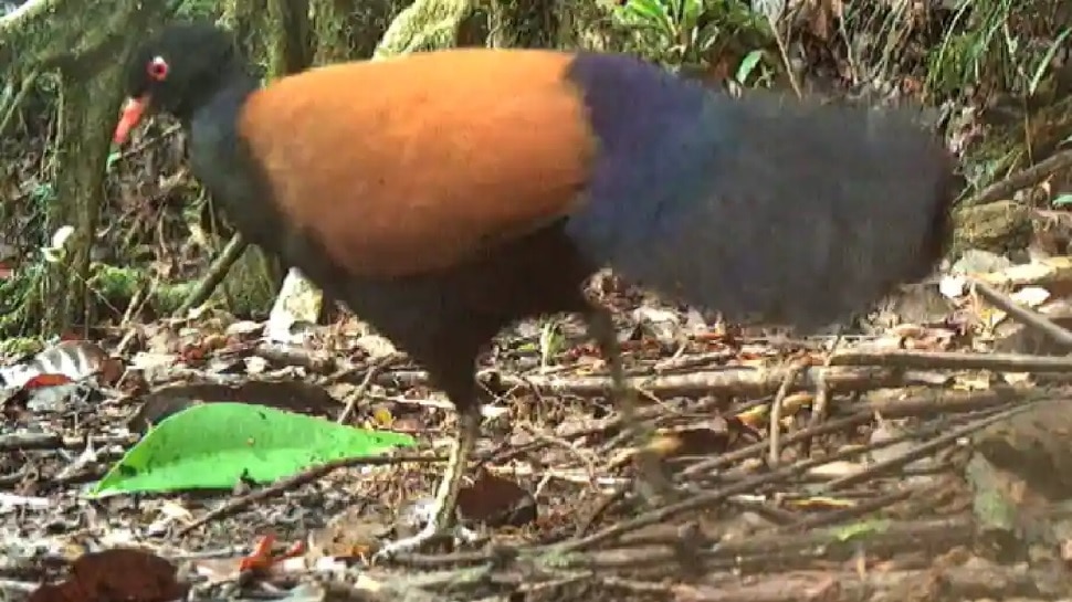 rediscovered black naped pheasant pigeon after 140 years in papua new