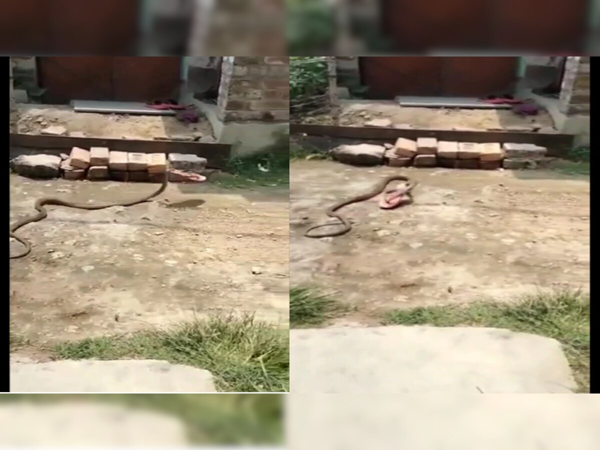 Video : अरे देवा साप महिलेची चप्पलच घेऊन फरार... title=