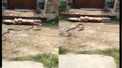 Video : अरे देवा साप महिलेची चप्पलच घेऊन फरार...