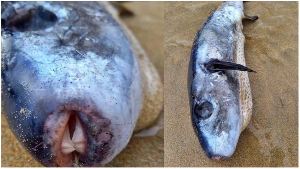 Dangerous Fish: एका क्लिकवर पाहा जगातील सर्वात धोकादायक मासा