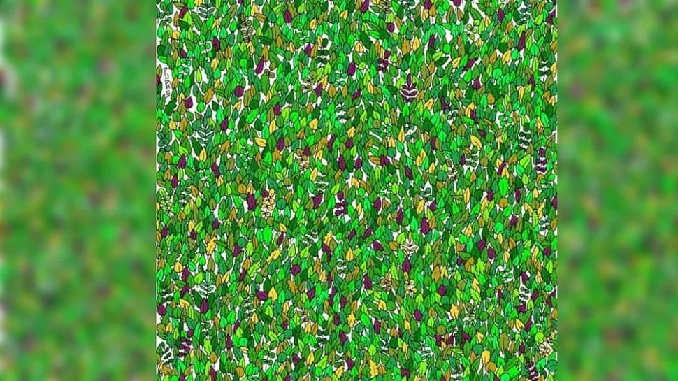 Optical Illusion : फोटोत लपलेला बेडूक शोधून दाखवा, तूमच्याकडे 13 सेकंदाची वेळ 