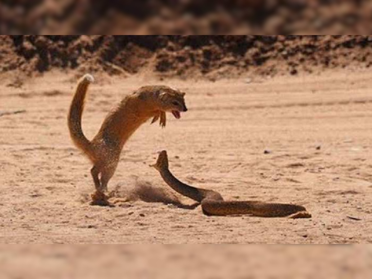 viral snake: साप आणि मुंगसाची फायटिंग...शेवट पाहून येईल अंगावर काटा...   title=