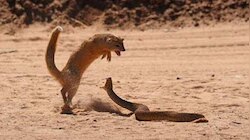 viral snake: साप आणि मुंगसाची फायटिंग...शेवट पाहून येईल अंगावर काटा...  