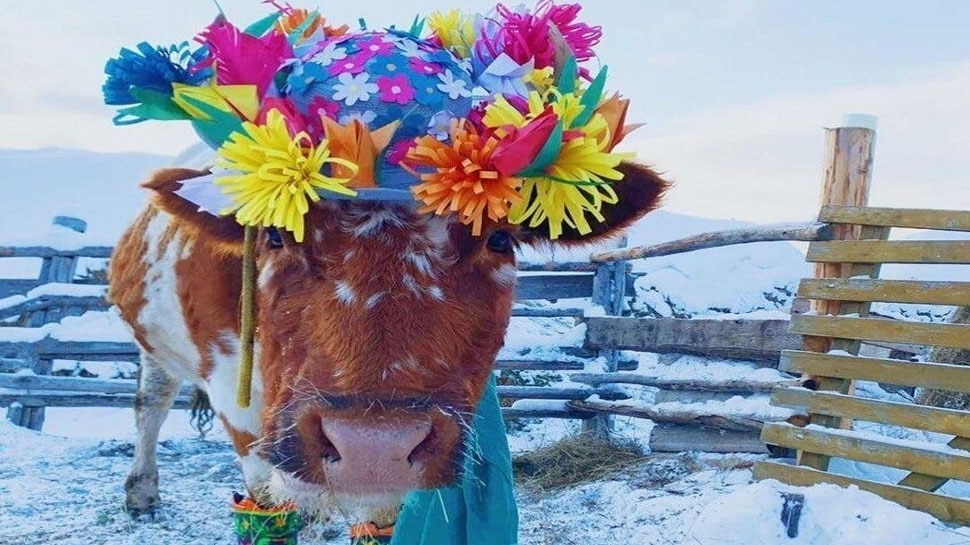 COW, RUSSIA, COWS BEAUTY COMPETITION, VIRAL NEWS