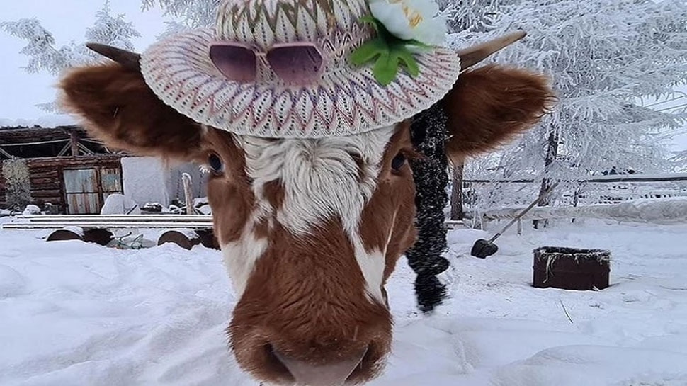 COW, RUSSIA, COWS BEAUTY COMPETITION, VIRAL NEWS