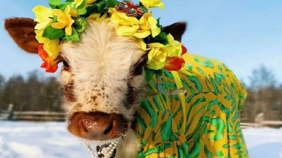 COW, RUSSIA, COWS BEAUTY COMPETITION, VIRAL NEWS