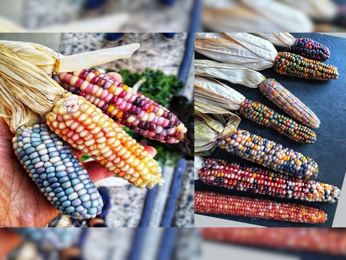 Rainbow Corn : रंगीत मक्याची शेती! भारतातील शेतकऱ्याचा कलरफुल प्रयोग title=