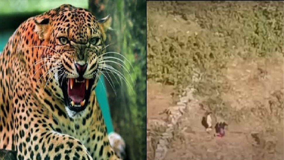 video Leopard Attack in two woman live viral nmp | Video : महिलांवर ...