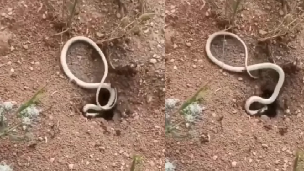 इवल्याश्या मुंग्या सापाला सळो की पळो करून सोडतात तेव्हा; पाहा Rare Video