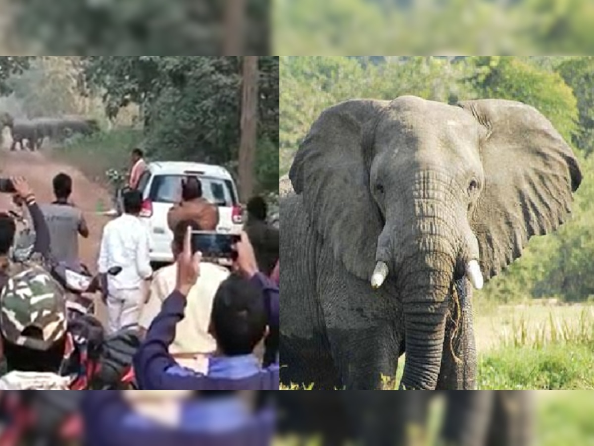 Video: जंगली हत्तींचा हैदोस; जीवाची पर्वा न करता अनेकजण फोटो काढण्यासाठी रस्त्यावर  title=