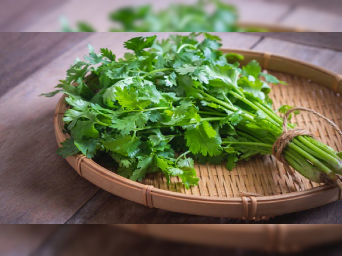 Health Benefits Of Coriander : 10 रुपयांची कोथिंबीर तुमच्यासाठी वरदान! फायदे जाणून व्हाल अवाक्