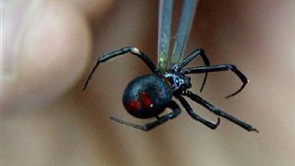 most dangerous spiders