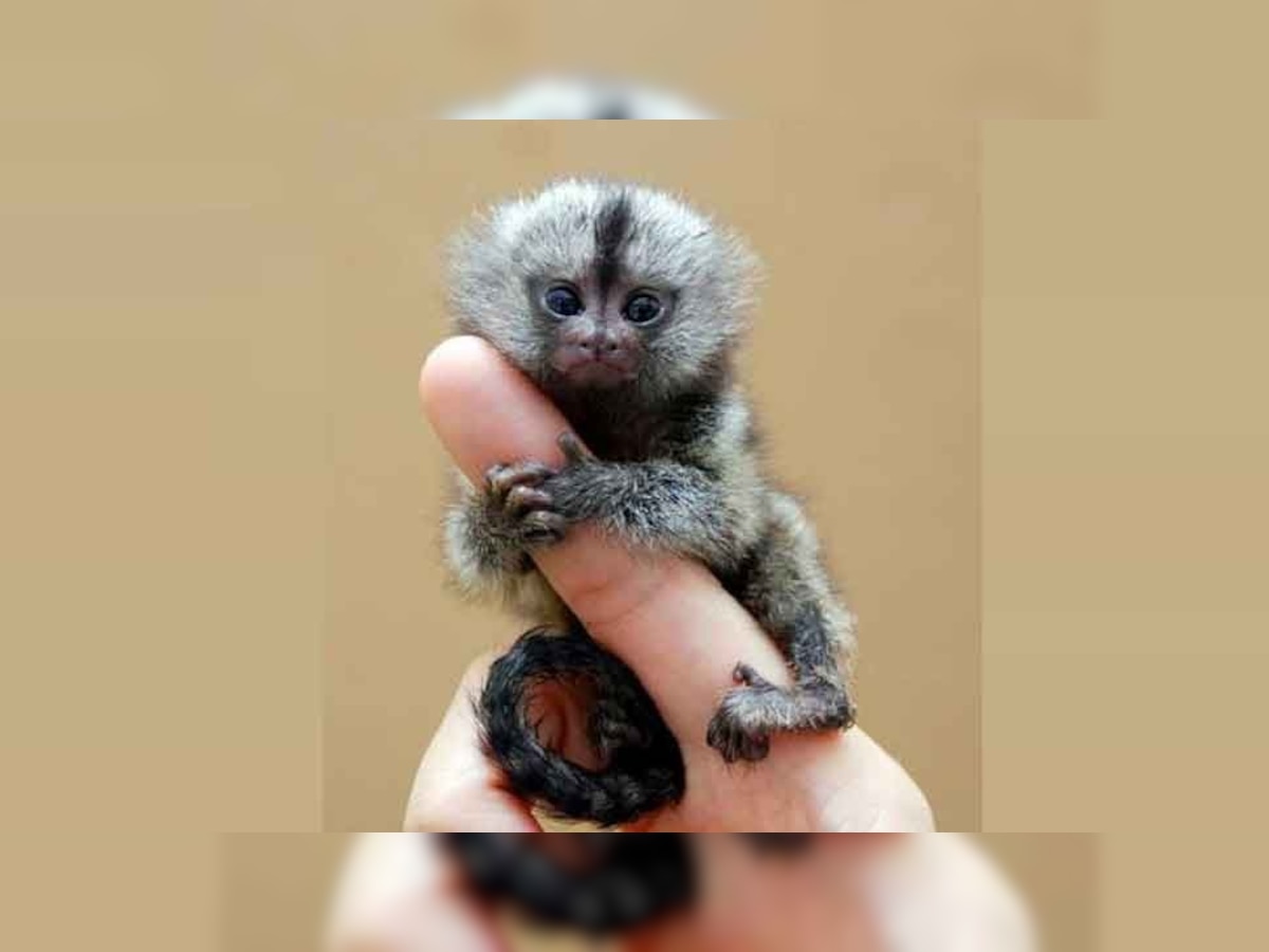 Pygmy Marmoset हे जगातील सर्वात छोटं माकड! उंची, वजन आणि वयोमर्यादा जाणून घ्या title=