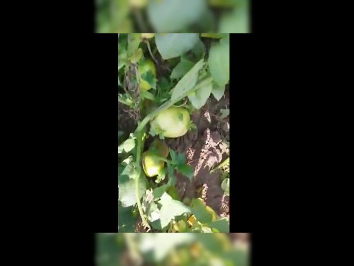 viral video: पुण्यात घडलंय - बिघडंलय... बटाटे पाहण्यासाठी लोकं का करतायेत गर्दी? जाणून घ्या title=