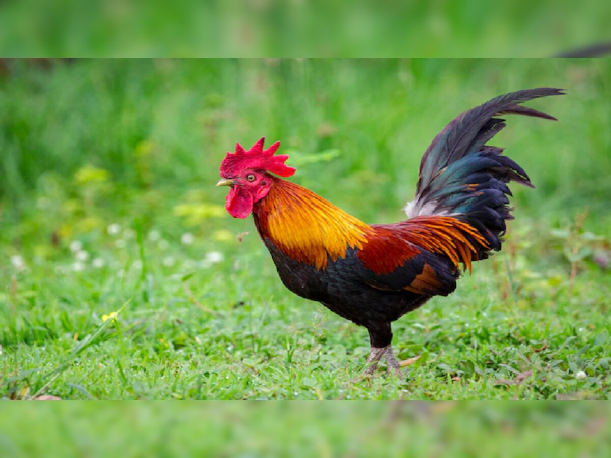 Viral Video:  कोंबड्याने बांग दिली गं...पुढे जे झालं ते पाहून तुम्हीही चक्रावाल... title=