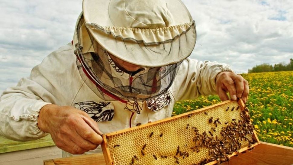 BEST BUSINESS IDEA, NEW BUSINESS IDEA, BEEKEEPING BUSINESS, HOW TO START BUSINESS, AGRICULTURE BUSINESS IDEAS