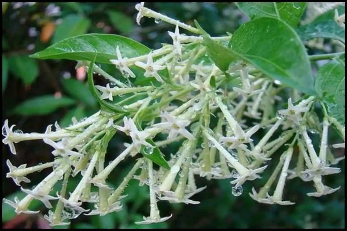 night jasmine benefits, रातरानी के फायदे, रातरानी का वैज्ञानिक नाम