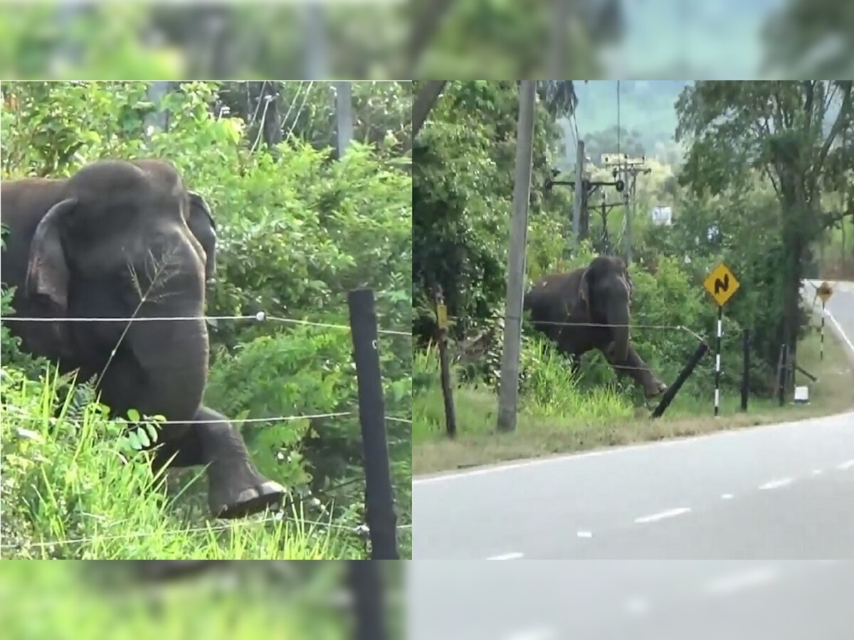 मोठ्या हत्तीची छोटी गोष्ट! 45 सेकंदाचा Viral Video एकदम कमाल  title=