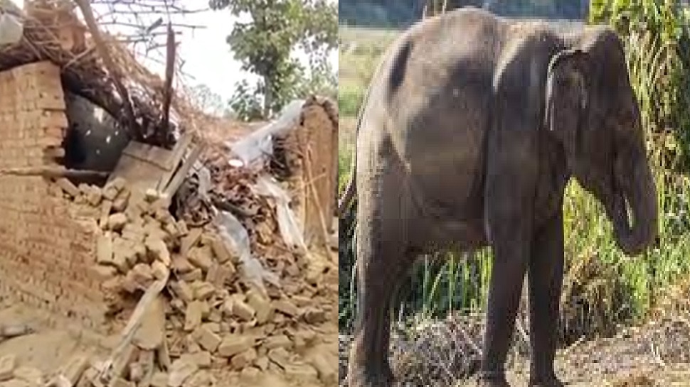 a swamp of elephants destroy houses in villages in bhandara gh