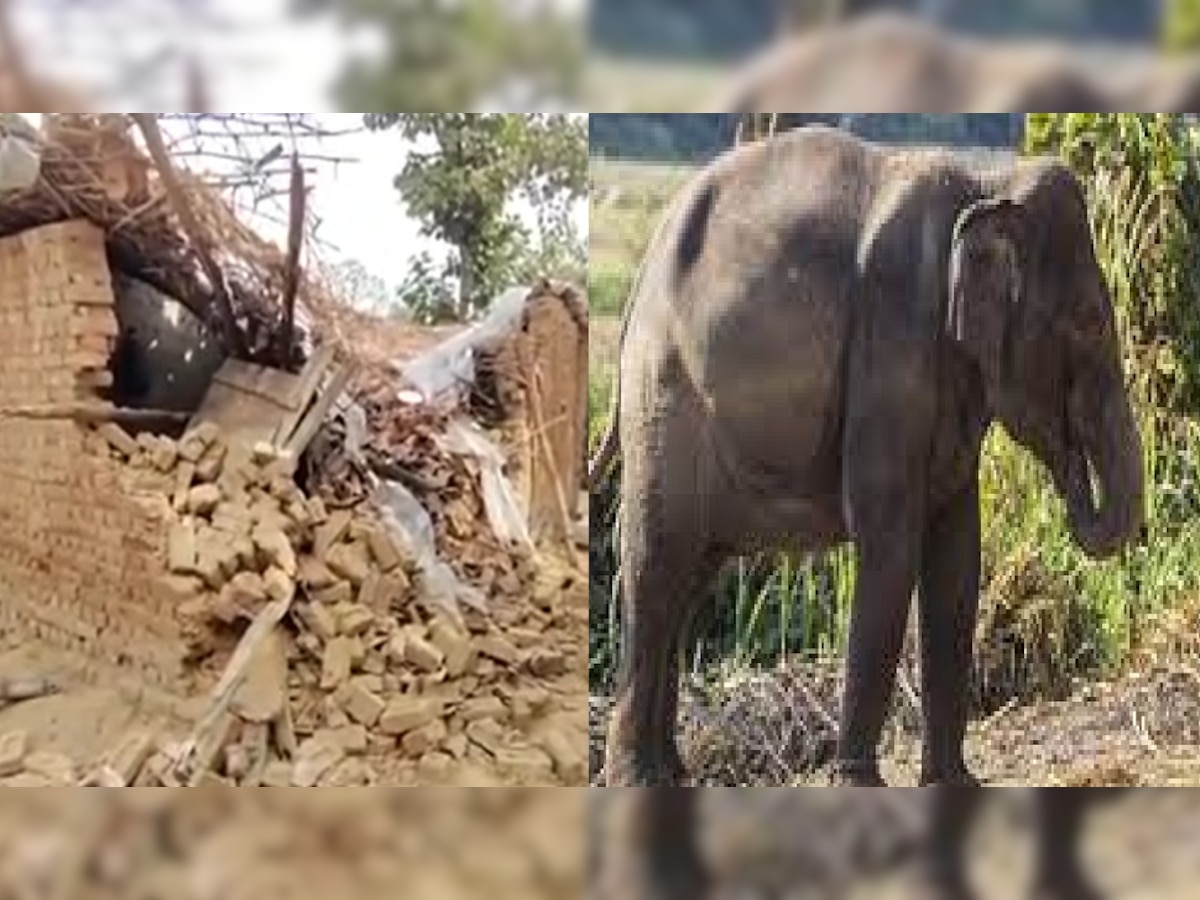 video: हत्तींचा कळपाने गावात शिरून केली घरांची मोडतोड, नुकसानीमुळे रहिवासी चिंताग्रस्त  title=