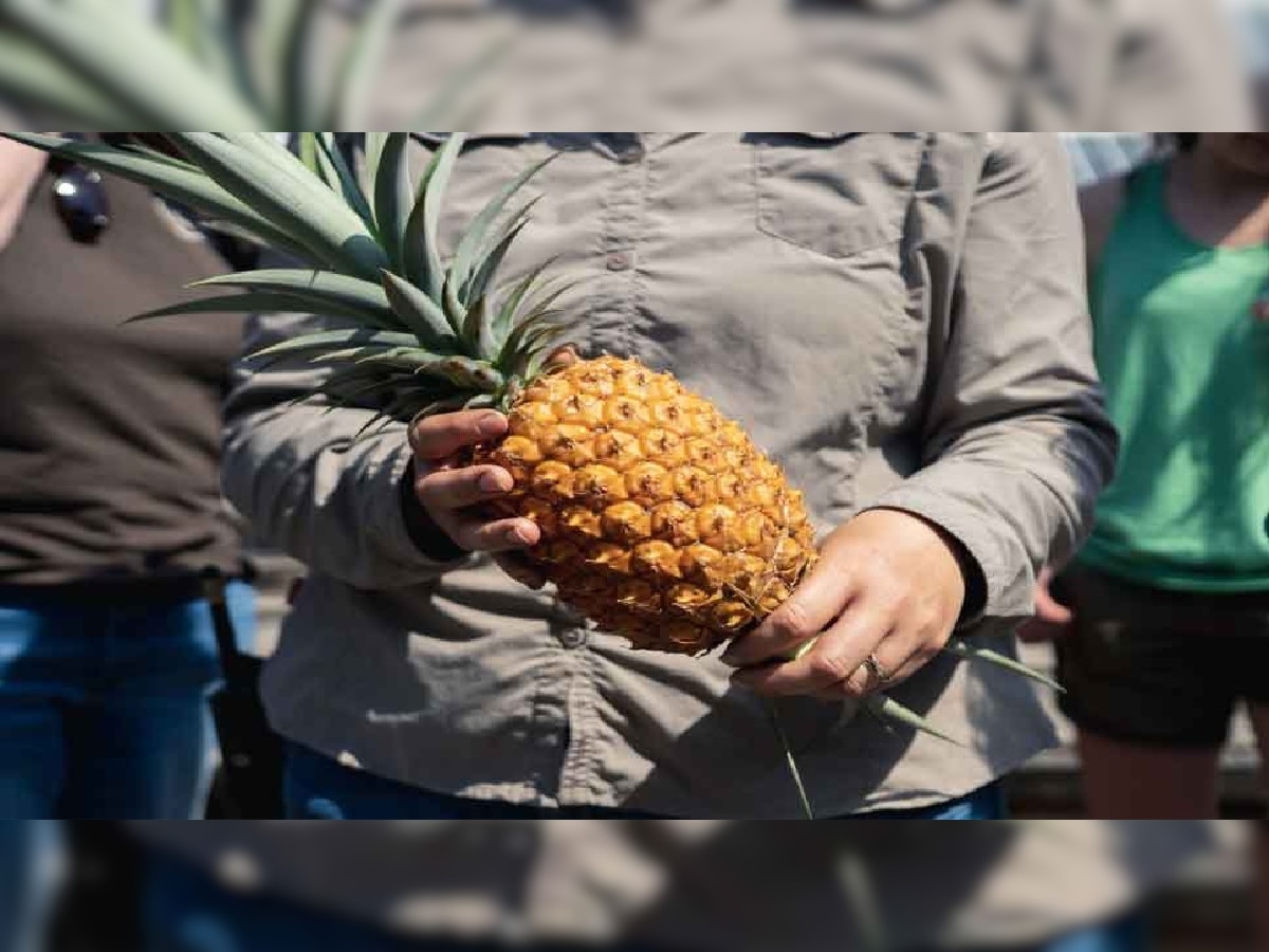 Heligan Pineapple: जगातील महागड्या अननसाच्या प्रजातीबाबत माहिती आहे का? किंमत ऐकून बसेल आश्चर्याचा धक्का title=