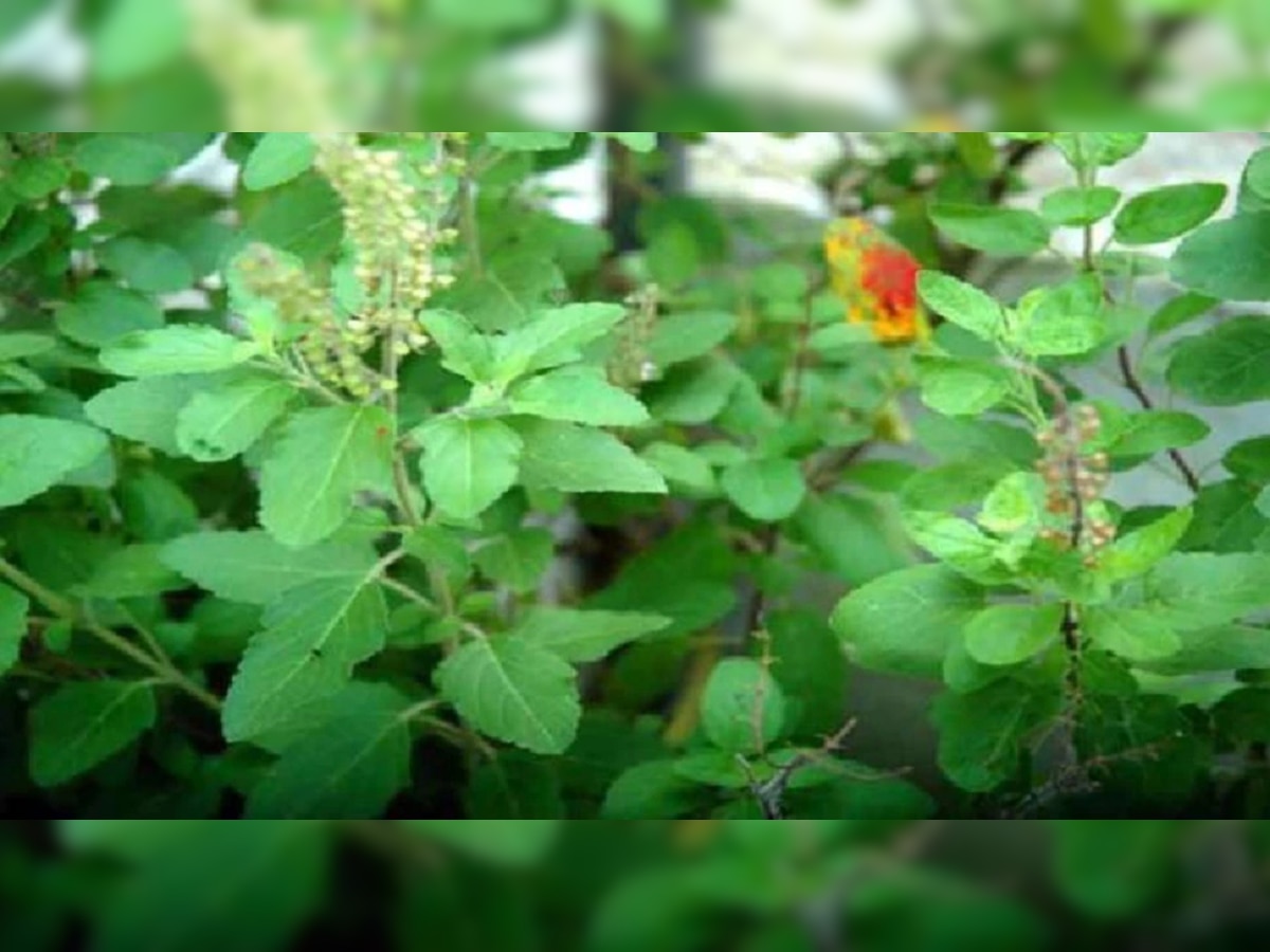 benefits precautions while keeping tulsi plant at home vastu tips ...
