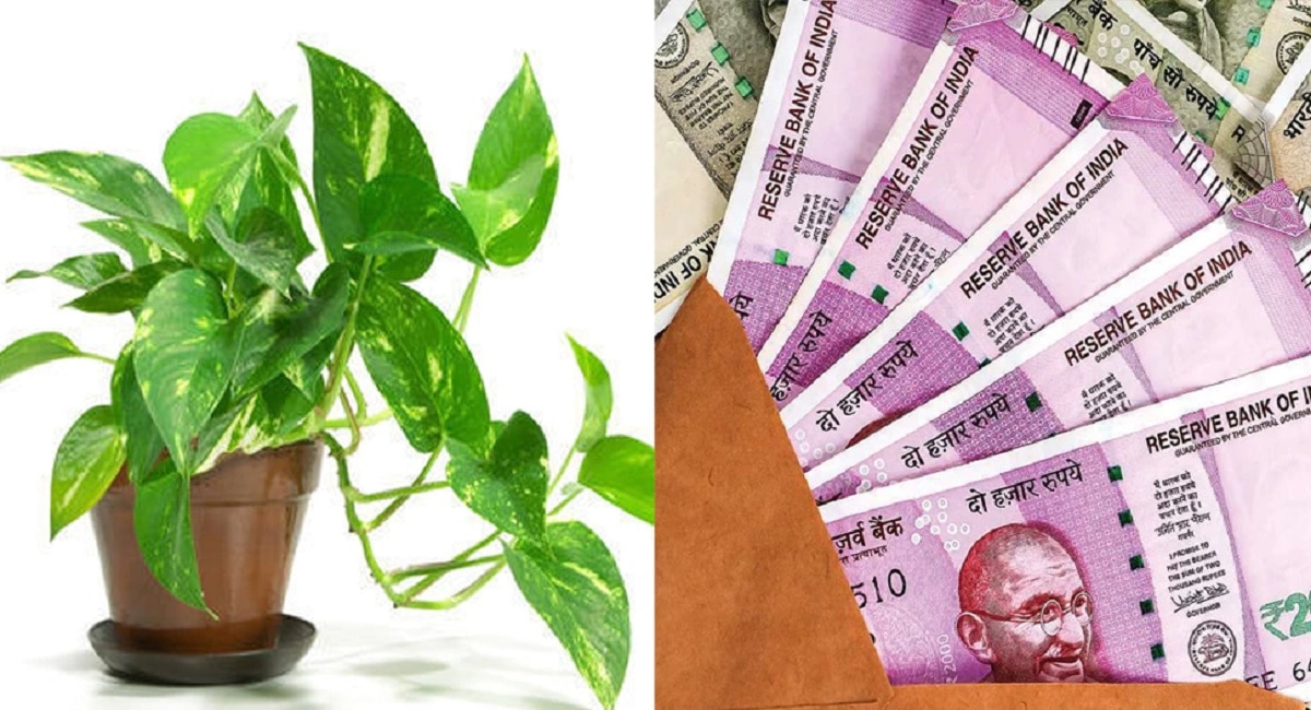 Vastu Tips for Money Plant tips tie red thread to lucky for you latest