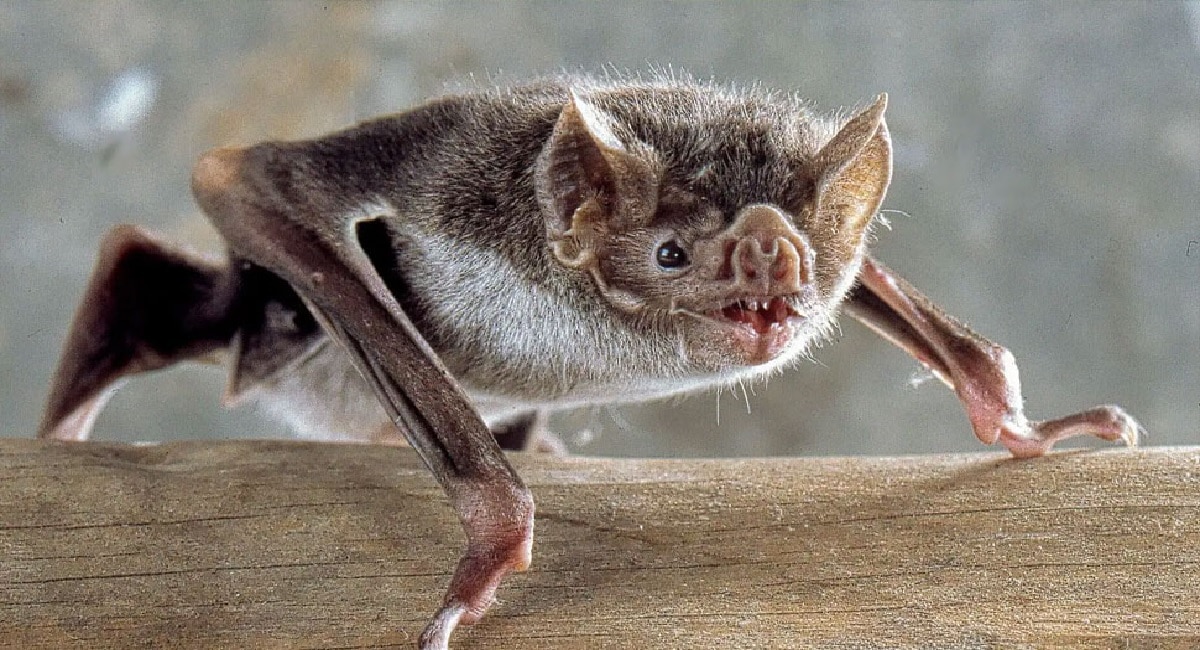 bats coming in house good or bad know what vastu shastra says