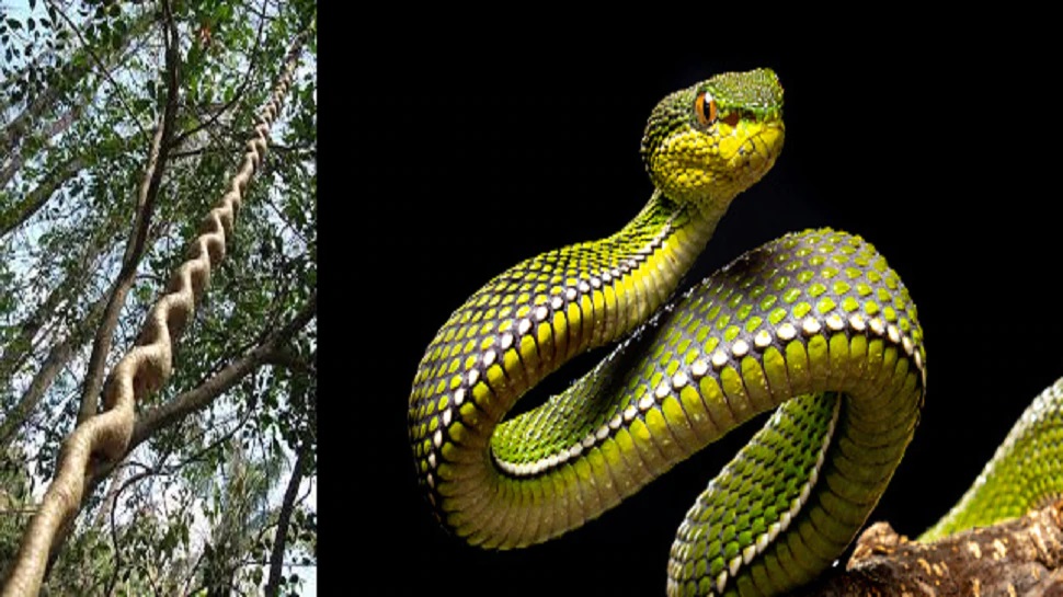 Stunning How To Keep Herbivorous Snakes Hydrated image
