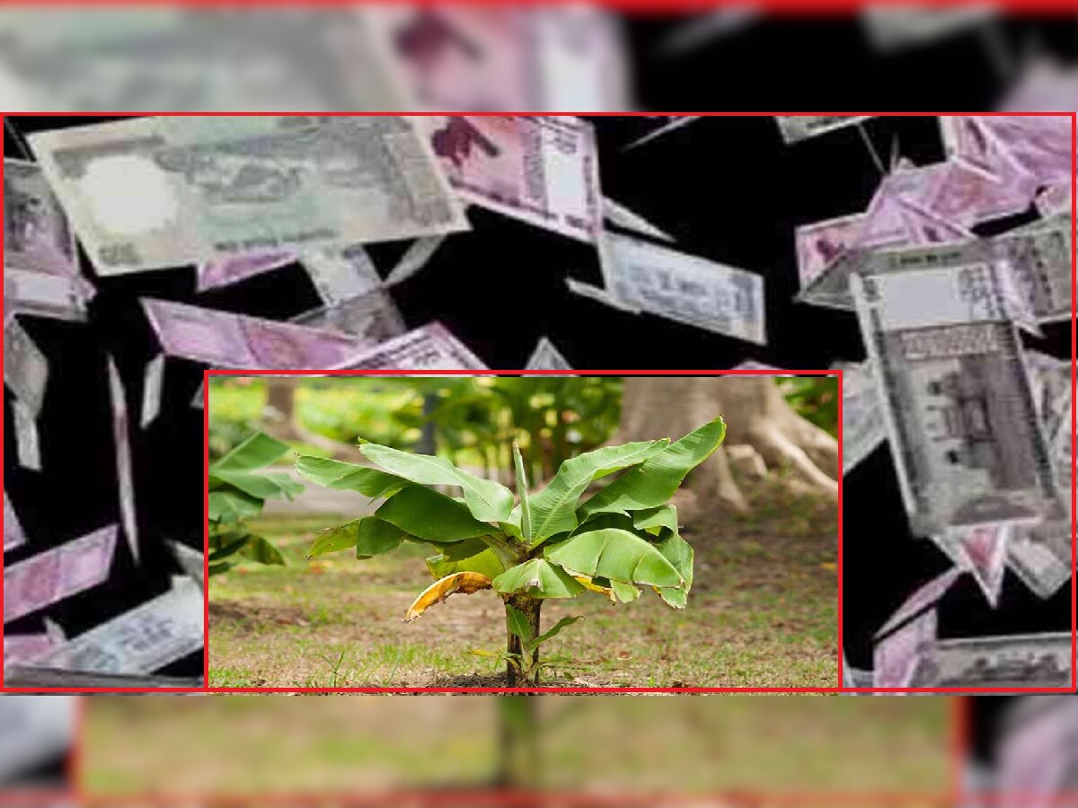 Banana Tree Upay: तुमच्या खिशात एकही पैसा राहत नाही, मग 'हे' उपाय केल्यास होईल पैशांची बरसात title=