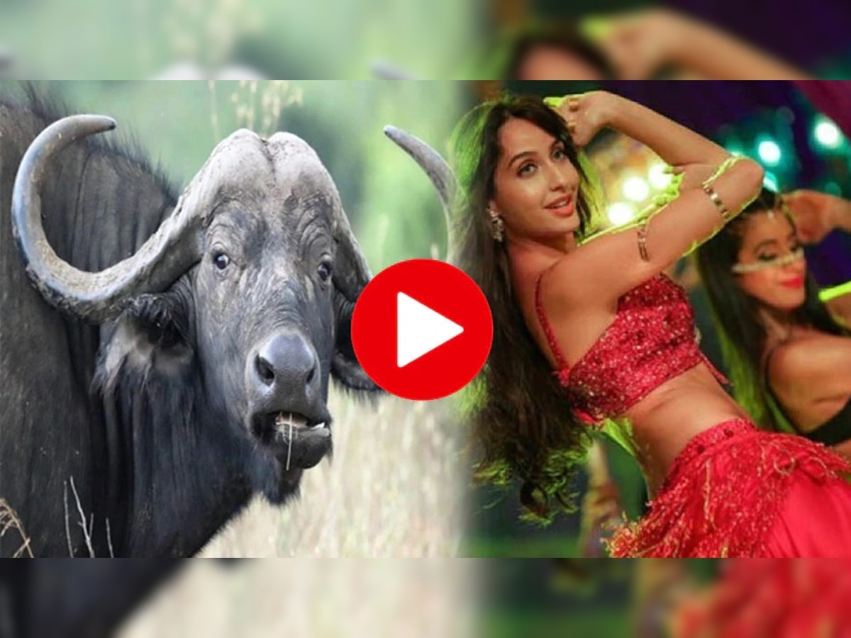 Viral trending video : आणि म्हैस Nora Fatehi सारखी सेम नाचू लागली; व्हिडीओ पाहून तुमचाही विश्वास बसणार नाही title=