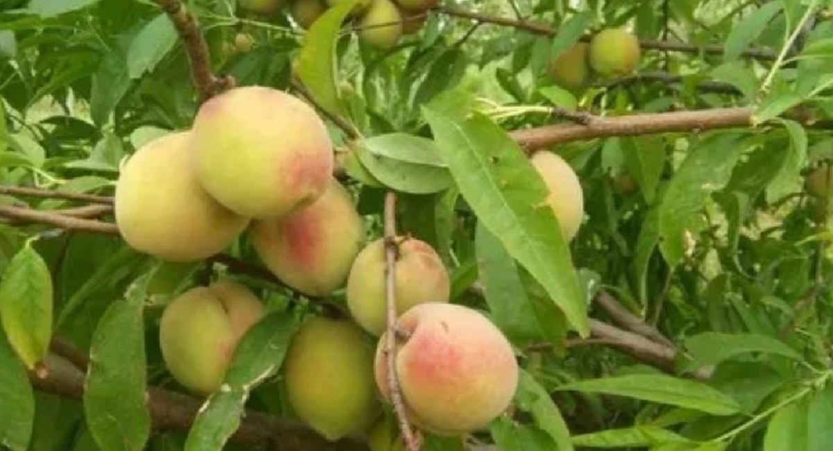 Fruit Leaves