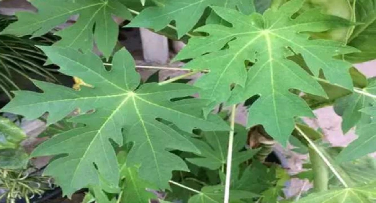 Fruit Leaves