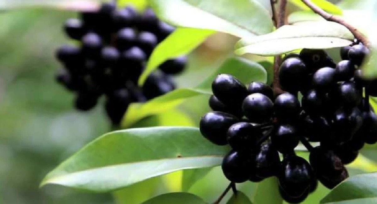 Fruit Leaves