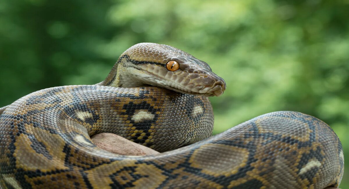 trending viral python attack on woman in cage video viral on social ...