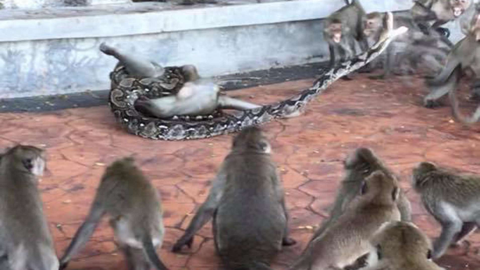 viral video of monkey caught by python fight rescue video on social ...