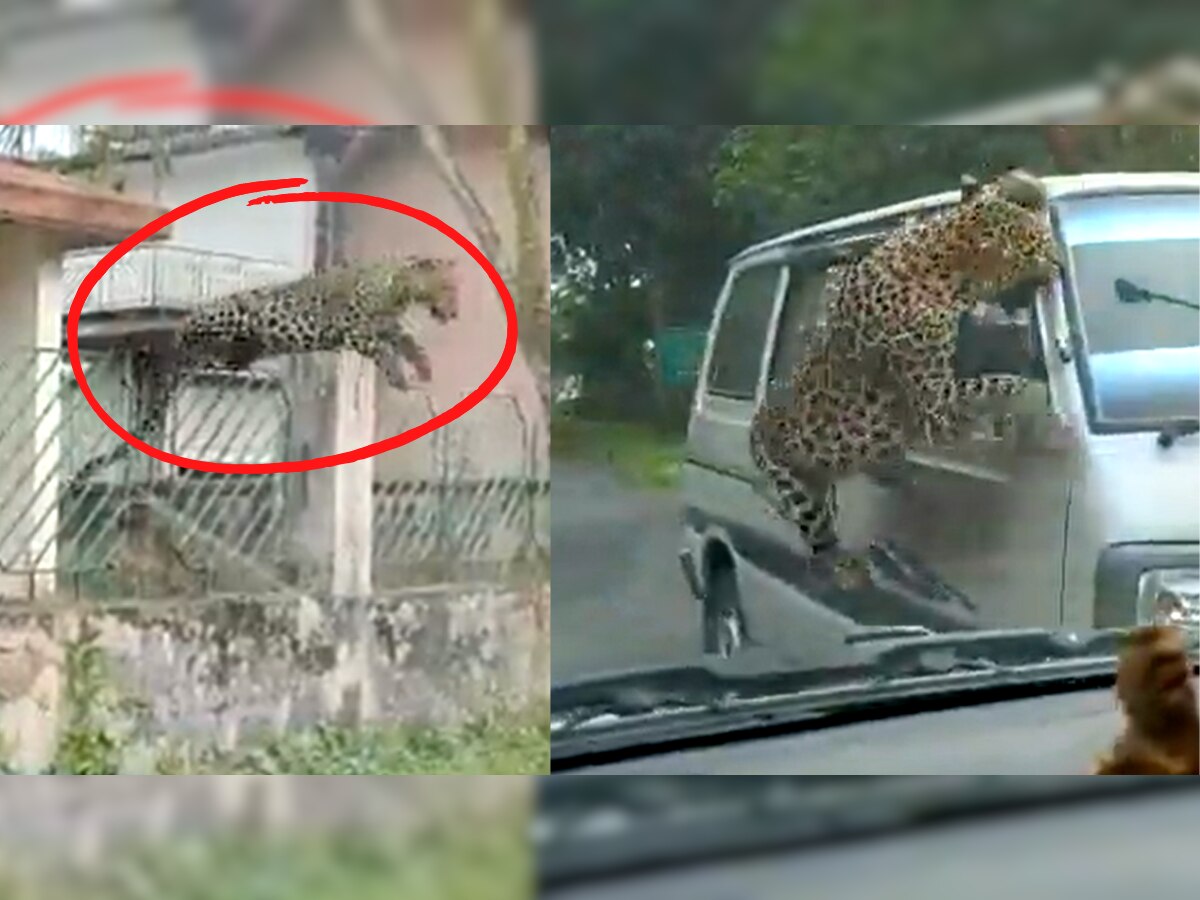 Leopard Attack: पिसाळलेल्या बिबट्याचा गाडीवर हल्ला; 10 फूटावरून झेप घेऊन...; पाहा थरकाप उडवणारा Video! title=