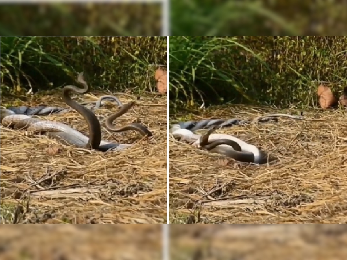 Snakes Mating : नाग-नागिणीचे प्रायव्हेट क्षण कॅमेऱ्यात कैद; इंटरनेटवर video viral
