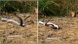 Snakes Mating : नाग-नागिणीचे प्रायव्हेट क्षण कॅमेऱ्यात कैद; इंटरनेटवर video viral