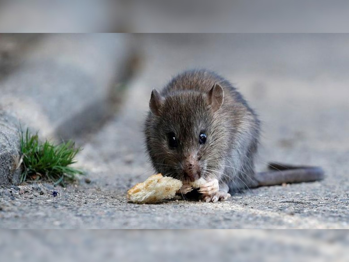 Rat Murder Case: एका उंदराचा मृत्यू झाला काय आणि.... चक्क केलं पोस्टमार्टम, आता प्रकरणाला वेगळं वळण title=