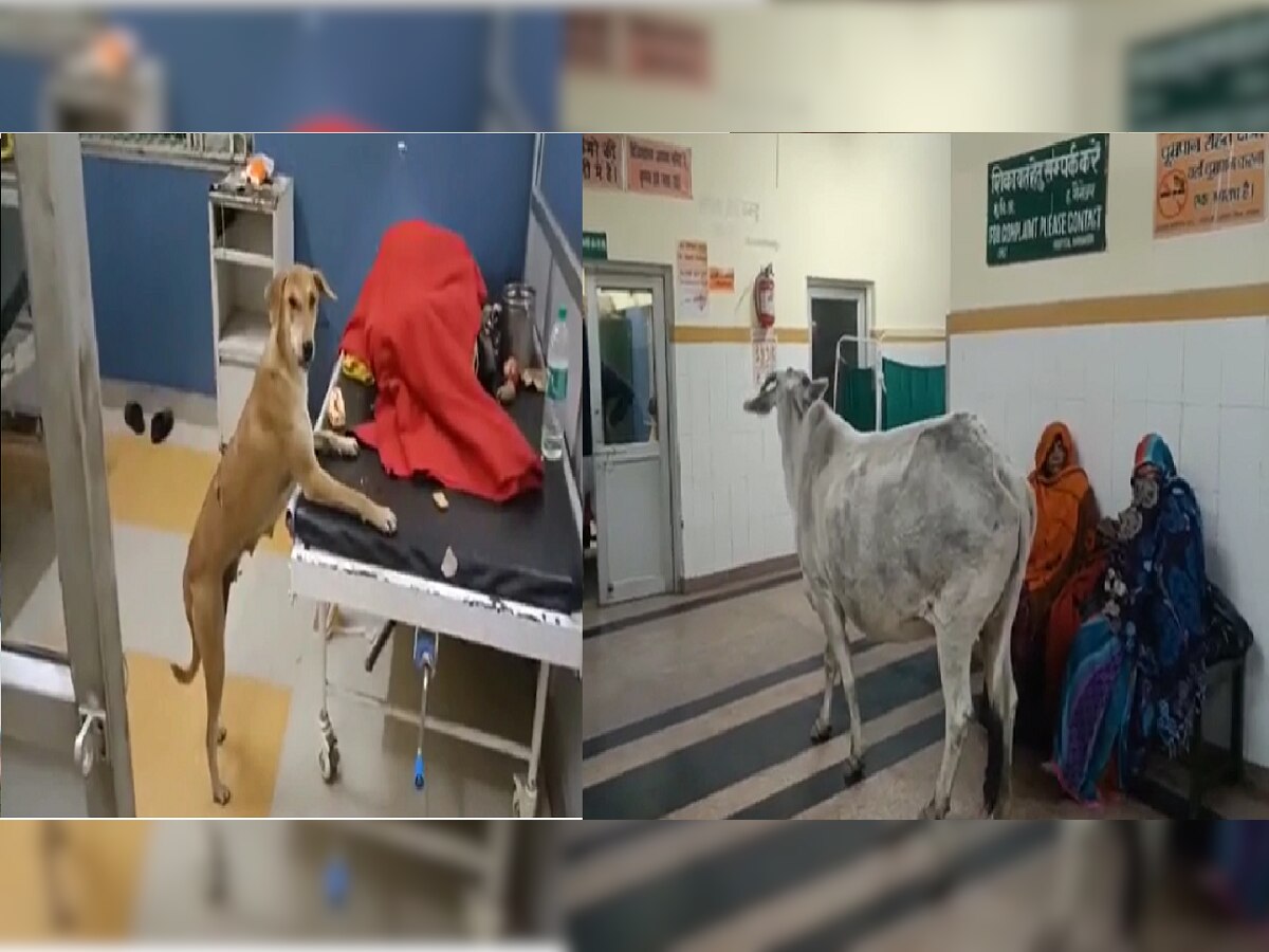 Shocking Video: रुग्णाच्या बेडवरची बिस्किटं कुत्रा खातोय, तर रुग्णालयात चक्क गाय फिरतेय title=