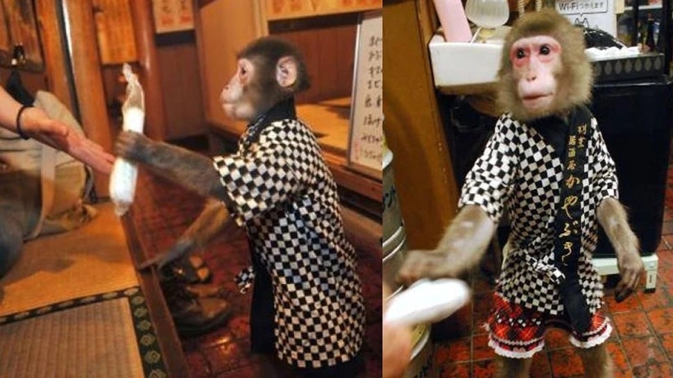 Unique Restaurant In Japan monkey serves food gets a banana as salary know more 