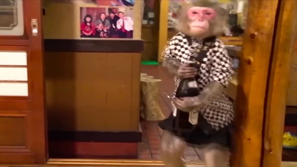 Unique Restaurant In Japan monkey serves food gets a banana as salary know more 