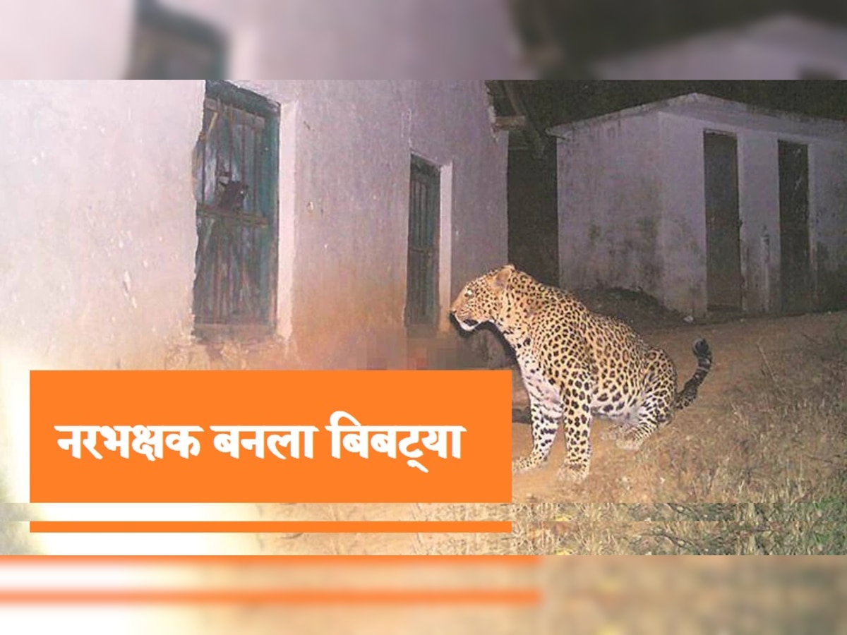 Leopard Terror: बिबट्याची मोठी दहशत; 3 मुलांचा बळी घेत बनला नरभक्षक !, बोलवावा लागला 'शूटर' title=