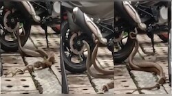 Trending: नाग-नागिनचा हनिमून रोमान्स तुम्ही कधीच बघितला नसेल, पाहा VIDEO