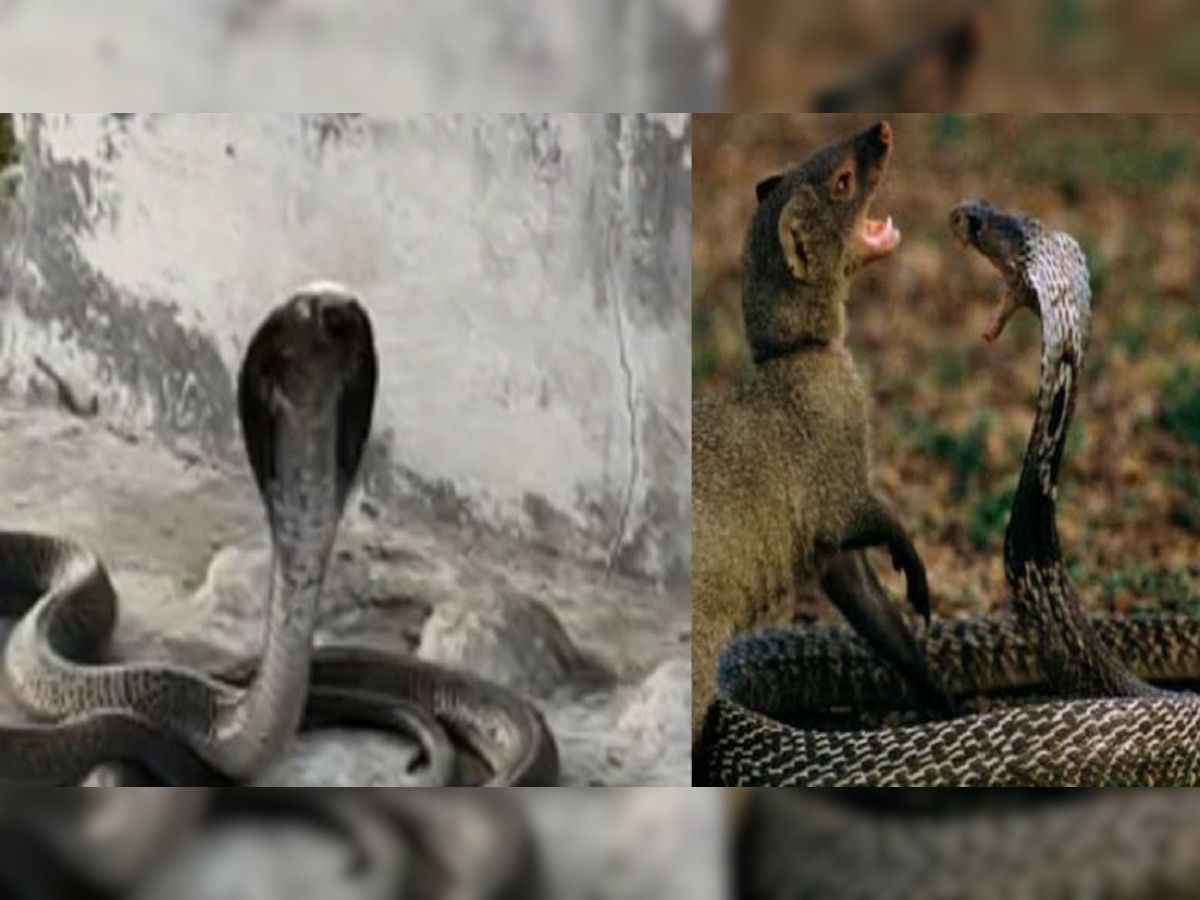 Mongoose vs Snake: मुंगूसानं केला घात! नाग-नागिणीची सुटली साथ, रक्ताच्या थारोळ्यात जोडीदार पाहून... title=